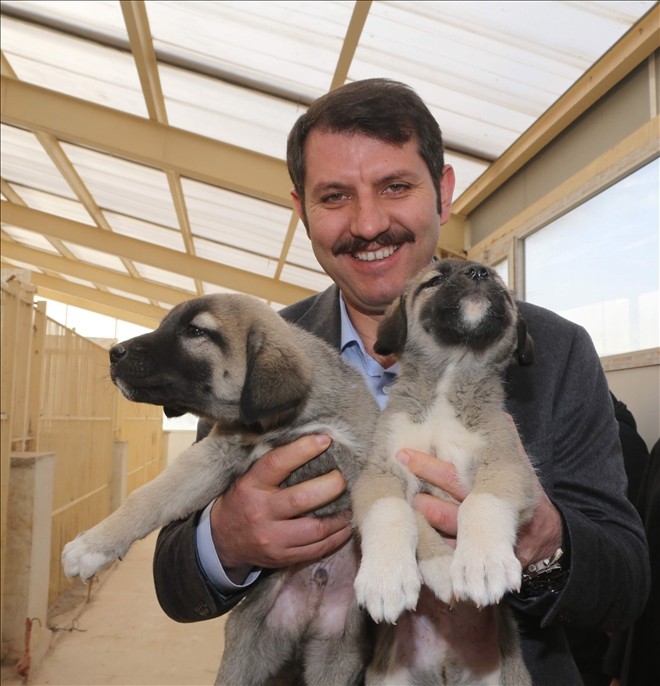 Vali Ayhan: Kangal köpeğini uluslararası boyuta taşıyacağız