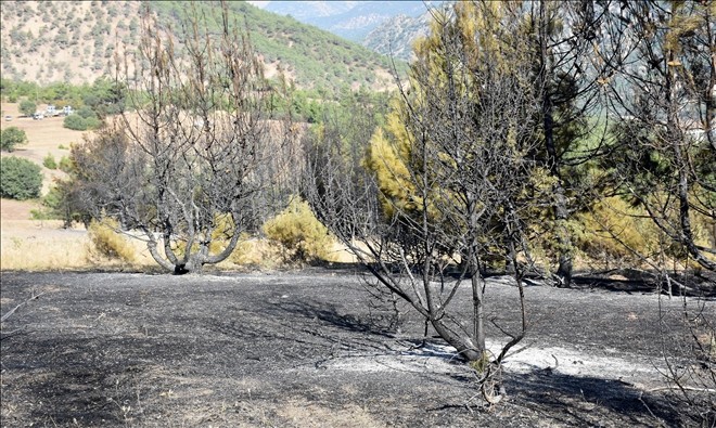 Sivas´taki yangında 7 hektarlık orman yandı