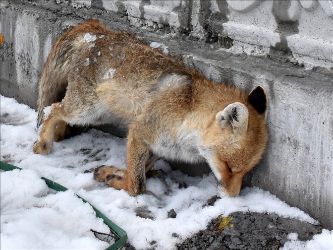 Sivas kent merkezinde tilki donmuş halde bulundu