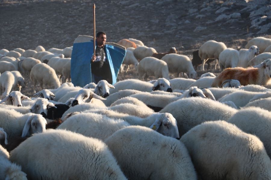 İki yabancı dil bilen aday öğretmen çobanlık yapıyor