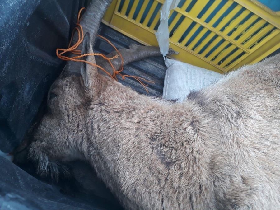   Yaban keçisi vuran avcıya 20 bin lira ceza