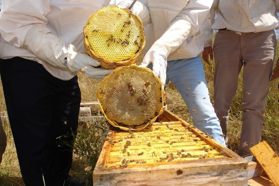  Sivas arı kovanı sayısında 7’nci sırada
