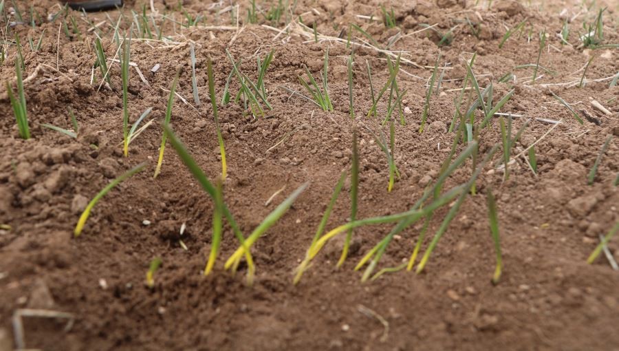 Buğday üretiminde kritik süreç, yağış etkili olmazsa rekolte düşecek 
