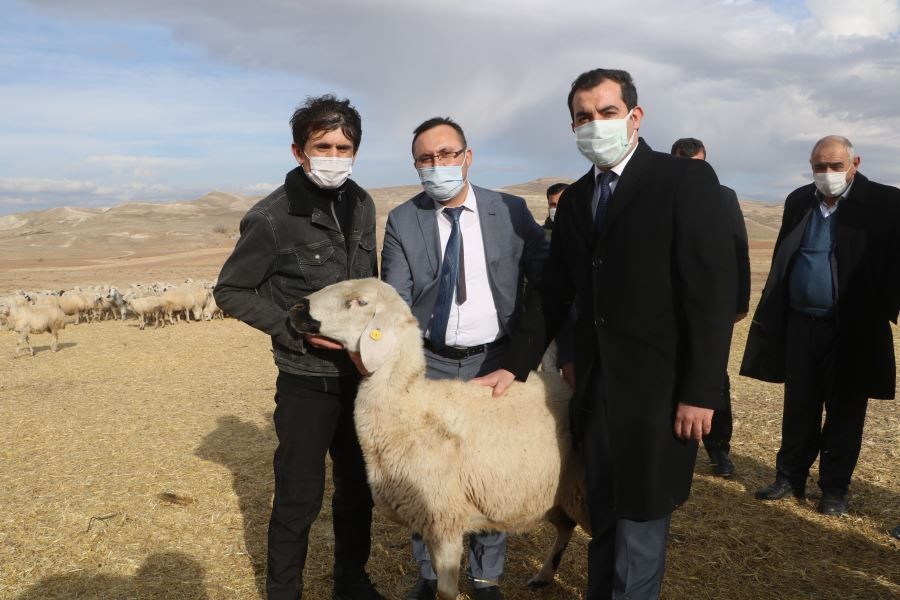 Sivas’ta küçükbaş hayvan yetiştiricileri birleşti, hedef 100 bin koyun