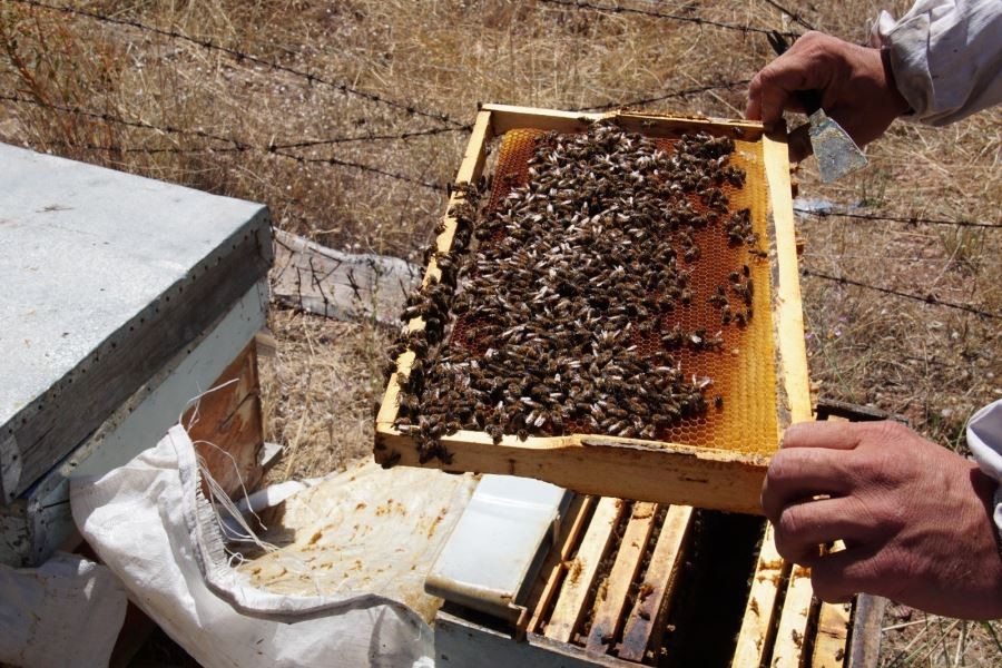 Toplu arı ölümlerinin sebebi bulundu