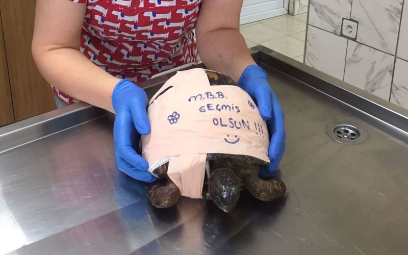 Muğla Büyükşehir’in veterinerleri kaplumbağayı hayata bağladı