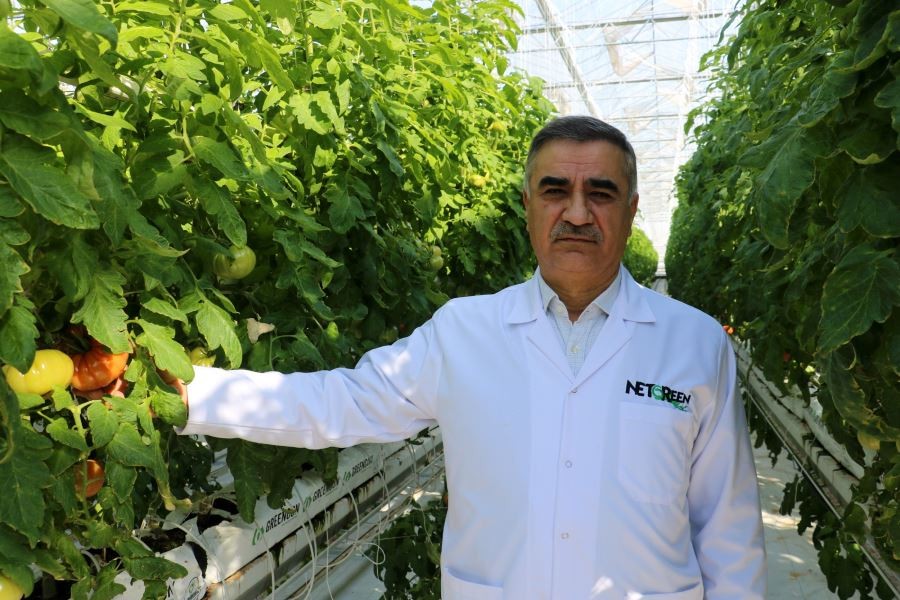 Kara kışta ürettiği domatesleri Avrupa’ya pazarlıyor