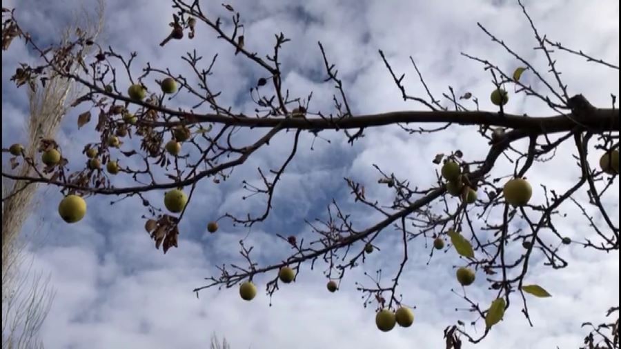 Sivas’ta Aralık ayında dalından elma toplandı