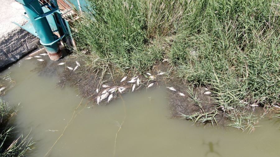 Sivas’ta toplu balık ölümleri tedirgin ediyor