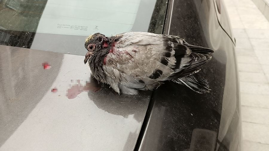 Yaralı güvercin telef olmaktan kurtarıldı
