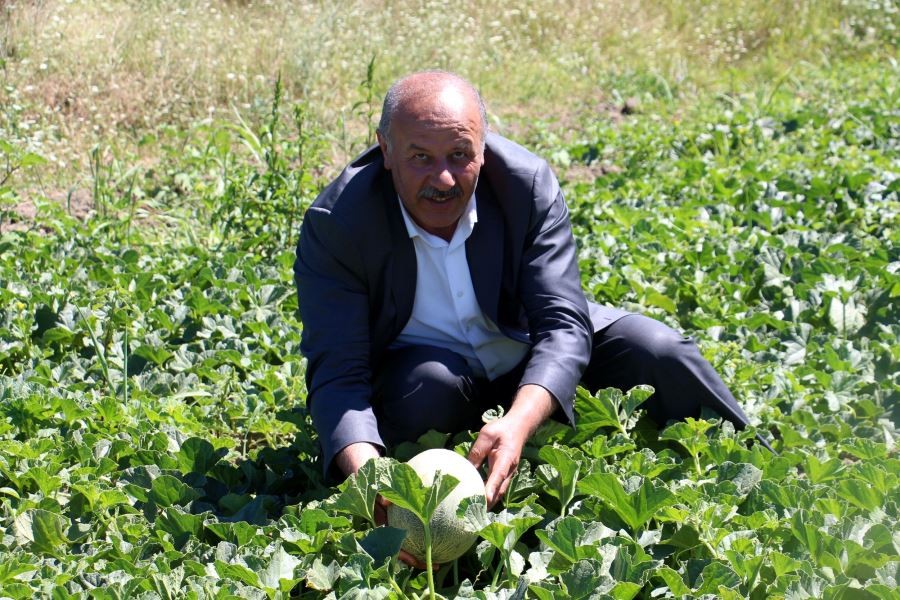 Sivas’ın Adana’sı hasat için gün sayıyor