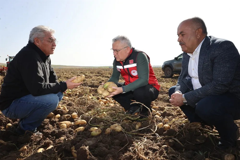  Sivas’ta patates hasadı başladı