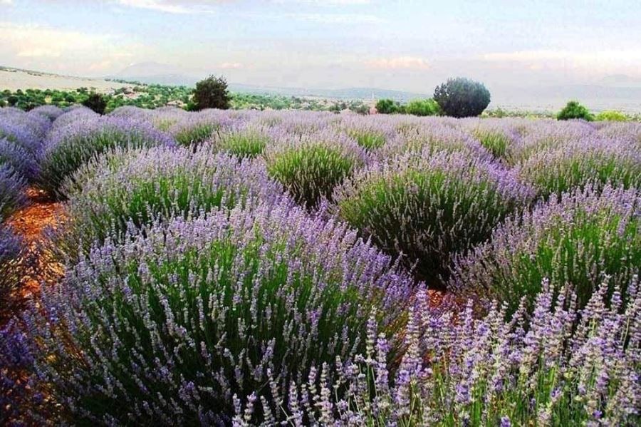 10 bin lavanta fidesi  toprakla buluştu