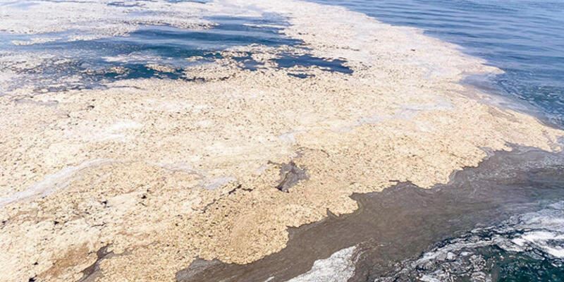 Bakan açıkladı! Hangi ilden ne kadar müsilaj toplandı?