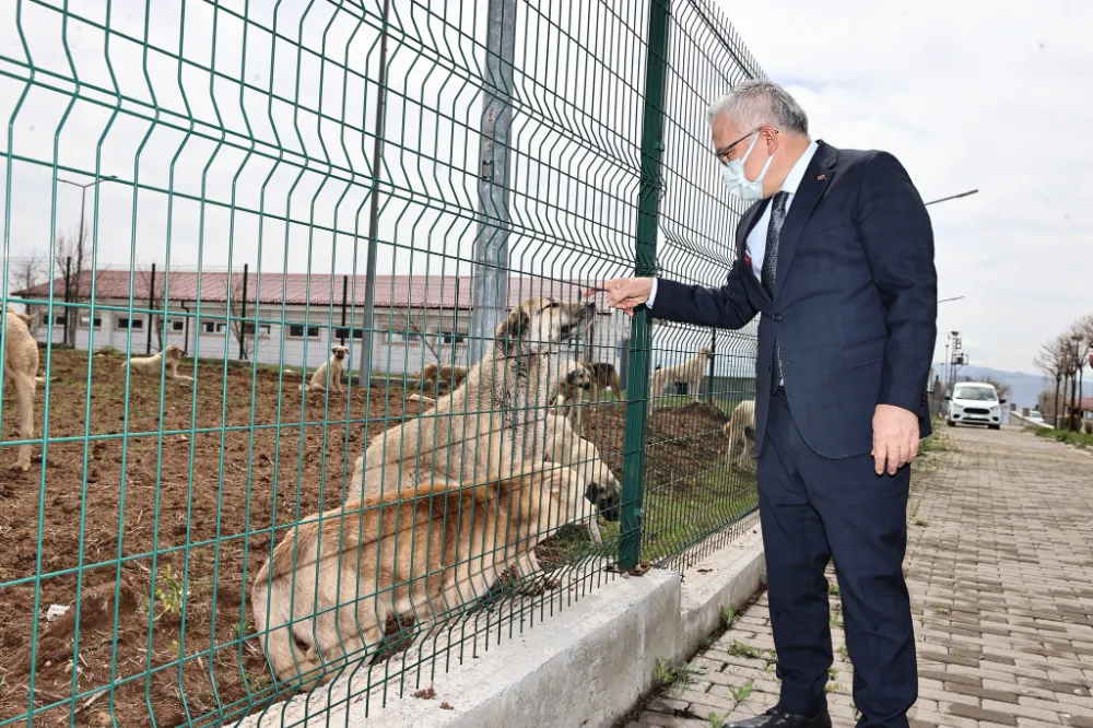 Sokak hayvanları emin ellerde 