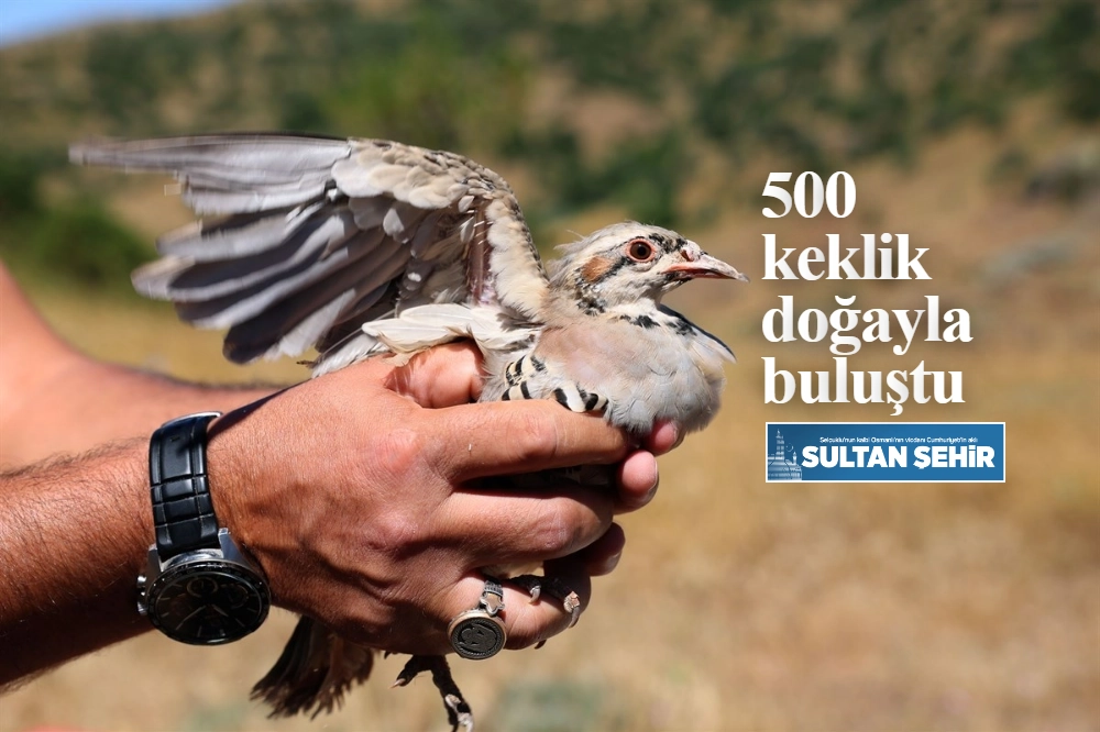 500 keklik doğayla buluştu